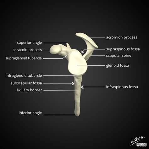 Radiopaedia - Drawing Scapula lateral view - English labels | AnatomyTOOL