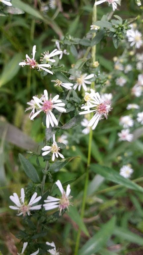 Calico Aster seeds Symphyotrichum lateriflorum | Etsy