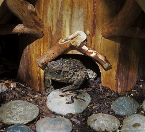 Willodel: MAKING A GARDEN TOAD HABITAT TUTORIAL