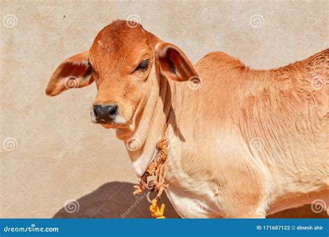 Young Brown Calf at Dairy Farm.Newborn Baby Cow,Brazilians Cow Calf Stock Photo - Image of green ...