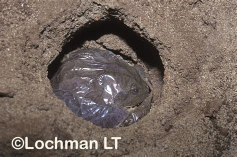 Water-holding Frog - Lochman TransparenciesLochman Transparencies