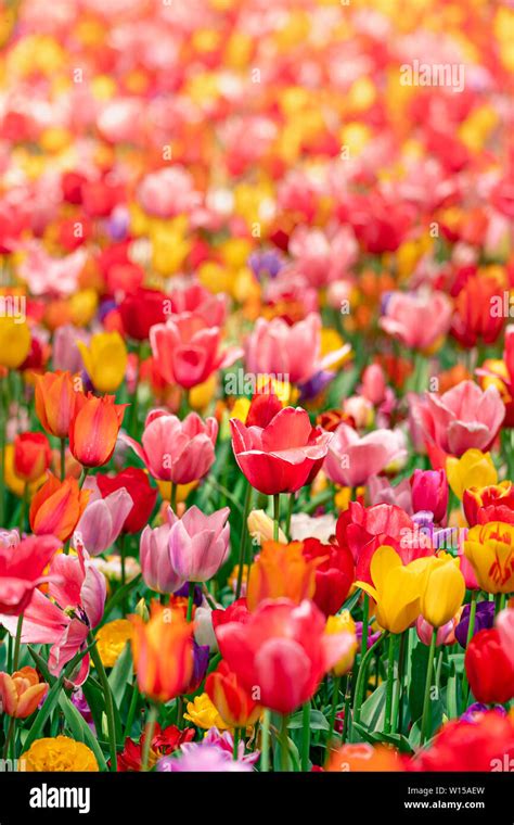 Amsterdam Tulips 1 Stock Photo - Alamy