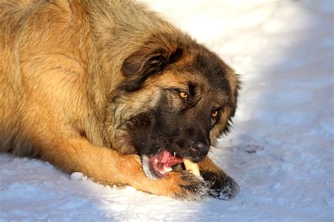 Russian prison dogs are bred to control – KeepingDog