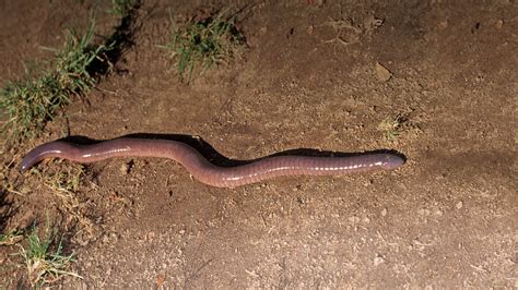 Caecilian | San Diego Zoo Animals & Plants