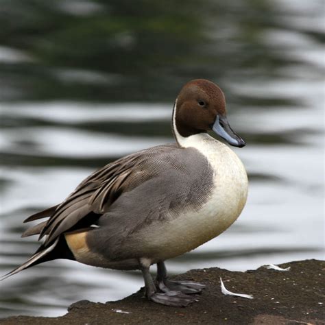 Hawaiʻi Birding Trails | northern pintail