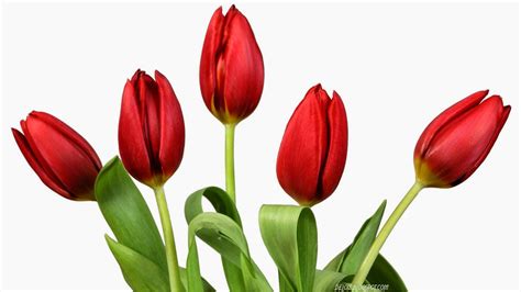 10 Wallpaper Bunga Tulip Merah | Deloiz Wallpaper