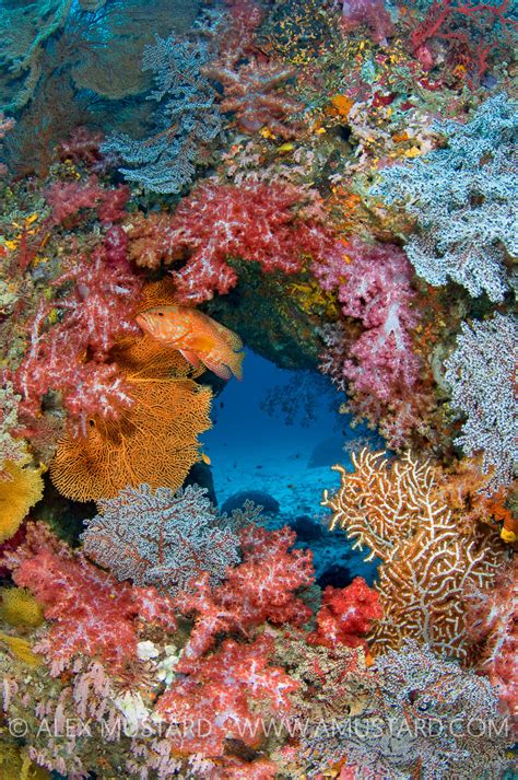 Coral Grouper On Reef. Thailand – ALEX MUSTARD