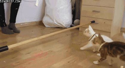 Cat Fail GIF by Cheezburger - Find & Share on GIPHY