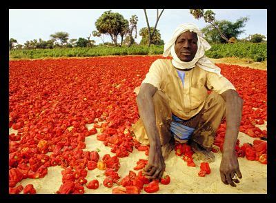 Self-Sustaining Agriculture for Nigeria? - The Borgen Project