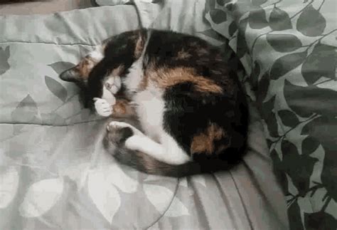 Cat Sleeping GIF - Cat Sleeping - Discover & Share GIFs