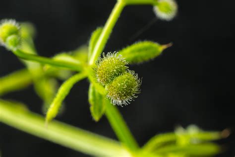 Weed-Inspired Velcro Concept Could Deliver Medicines, Collect Data From Plants - Modern Farmer