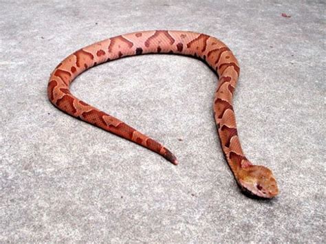 Copperhead Snake Video at Debra Beckner blog