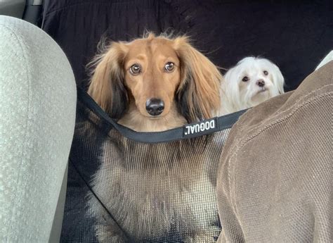 Driving home from visiting family. Penny disapproves of being confined to the back seat. : r ...