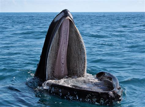 The Baleen Whales - Whalespotter