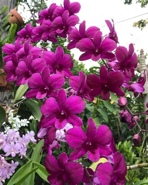 #orchidshare #orchid #orquidea #orquideas #orchids #orchidstagram #orchidlovers #orchidshow # ...