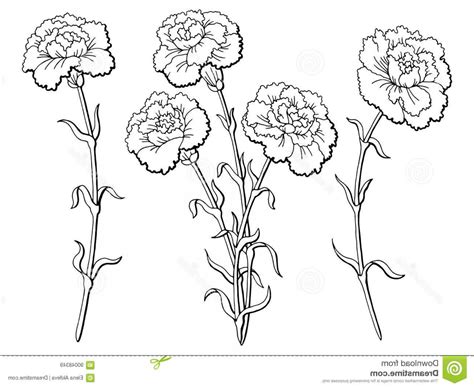 Carnation Sketch at PaintingValley.com | Explore collection of ...