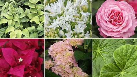 Monrovia introduces ten distinctive plants for 2024 - Nursery Management