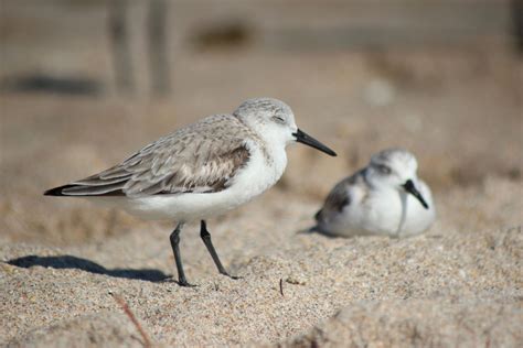 Shore Birds – LauraAnnMiller.net