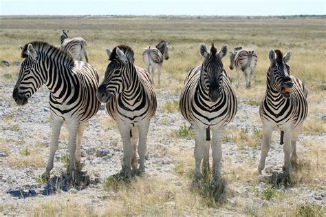 Etosha National Park - Reef and Rainforest Tours