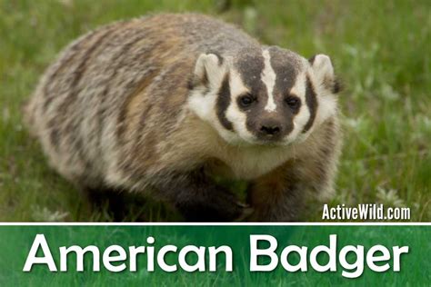 American Badger Facts, Pictures & In-Depth Information