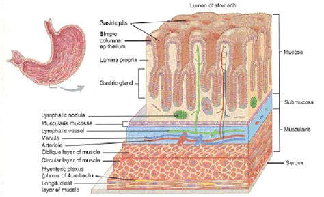 Histology of the stomach. a three-dimensional view of layers of the... | Download Scientific Diagram