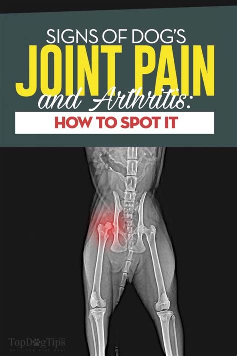 8 Signs of Joint Pain in Dogs and How to Spot Them (Based on Studies)