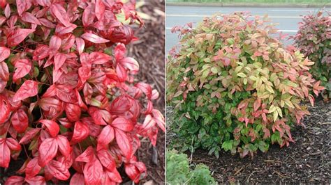 Dwarf Nandina Firepower Home Garden US Shipping | Etsy