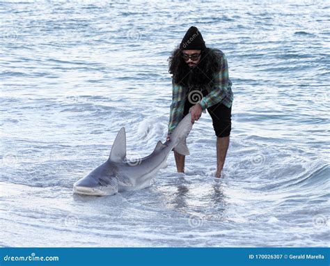 Sandbar Shark Being Positioned for Release. Editorial Photography - Image of nature, 16th: 170026307