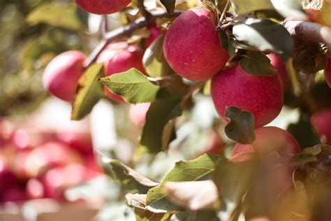 Pink Lady apple harvest - thankfifi