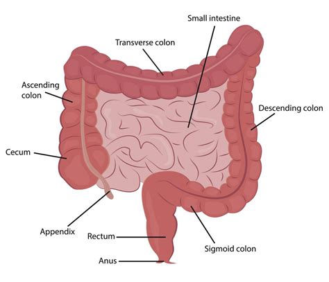 Download Gi Tract Large Intestine Images - First Home Owners Grant Qld