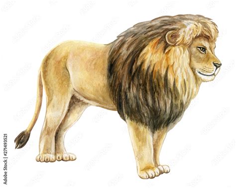 Lion profile watercolor illustration. Realistic lion isolated on white ...