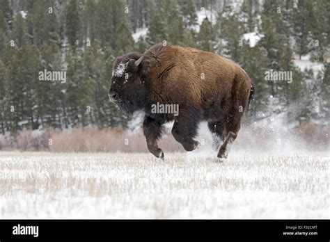 North American Bison (Bison bison) calf, nine-months old, running ...