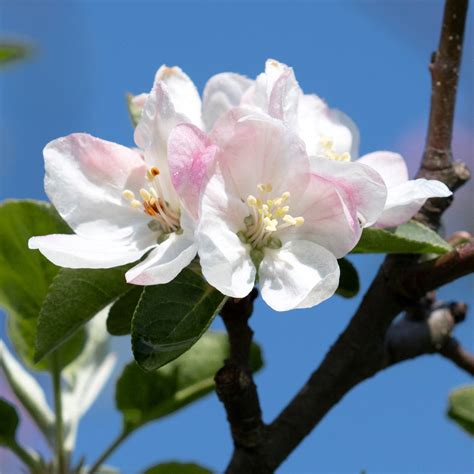 Honeycrisp Apple Trees for Sale | BrighterBlooms.com