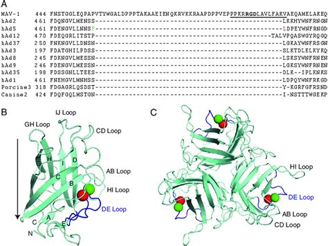 Adenovirus fiber knob sequences and structures. (A) Alignment of a ...