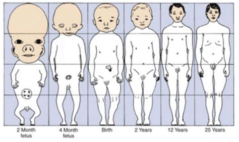 Explain Cephalocaudal Growth Pattern