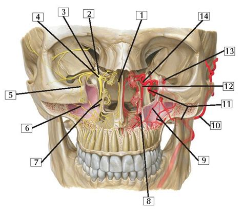 Pterygopalatine Fossa Anatomy | Anatomy, Maxillary nerve, Head and neck