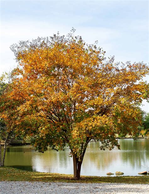 Natchez Crape Myrtle - Dallas, Texas - Treeland Nursery