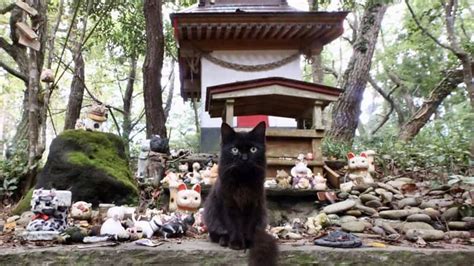 Visiting Tashirojima, the Japanese Cat Island - JRailPass