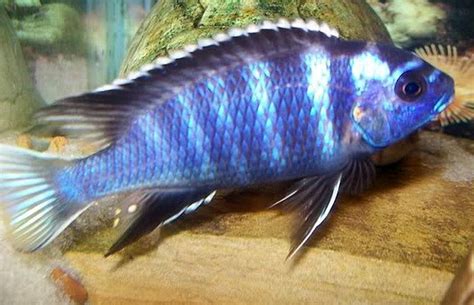 White Tail Acei (Pseudotropheus acei "ngara") | Tropical Fish Keeping | Tropical fish, White ...