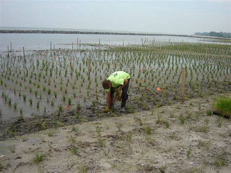 Lessons in how to restore a wetland ecosystem – The Applied Ecologist