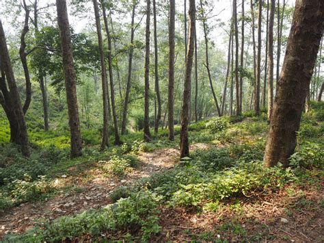 In Nepal, Out-Migration Is Helping Fuel a Forest Resurgence - Yale E360