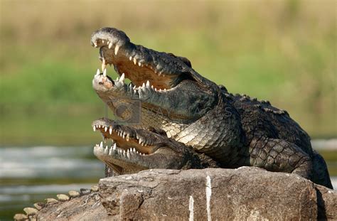 Nile crocodile (Crocodylus niloticus), mating, by SURZ Vectors & Illustrations with Unlimited ...