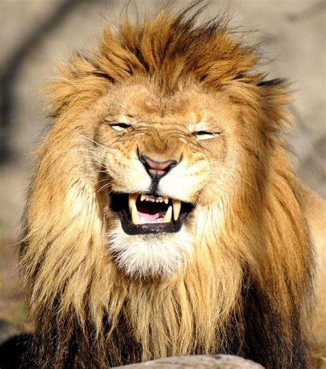 Lion laughing at me | Laughing animals, Smiling animals, Lion pictures