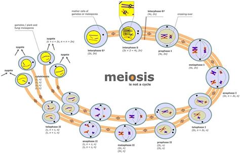 Mitotic Cell Division What Is Mitosis What Is Meiosis