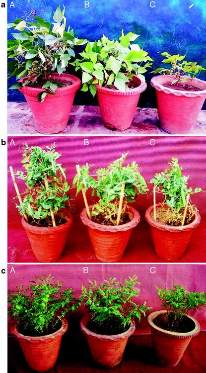 1 (a) Greengram plants grown in sandy clay loam soil treated with... | Download Scientific Diagram