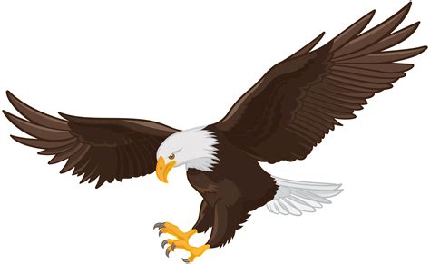 White-tailed Eagle Bald Eagle Clip art - eagle png download - 8000*4922 - Free Transparent ...