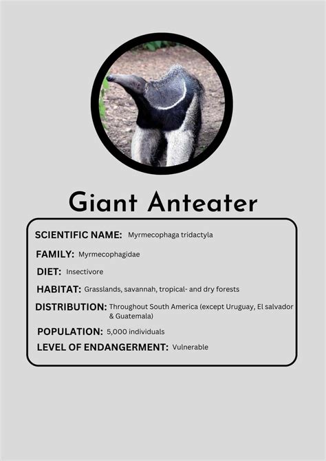 Giant Anteater - Animals Around The Globe