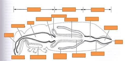 Insect digestive system Part 1 Diagram | Quizlet