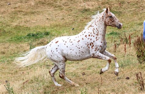 The beautiful Appaloosa horses | American horse breed