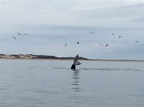 Whale Watch Charter — Hook Charters Provincetown Fishing | Whale Watching & Sightseeing